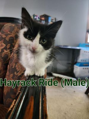 Hayrack Ride