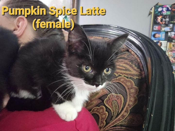 Pumpkin Spice Latte , an adoptable Domestic Short Hair & Tuxedo Mix in Omaha, NE_image-1