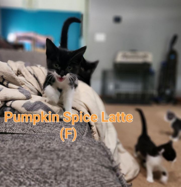 Pumpkin Spice Latte  2