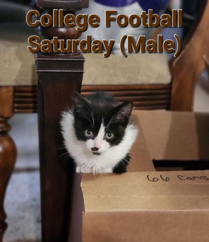 College Football Saturday , an adopted Tuxedo & Domestic Short Hair Mix in Omaha, NE_image-1