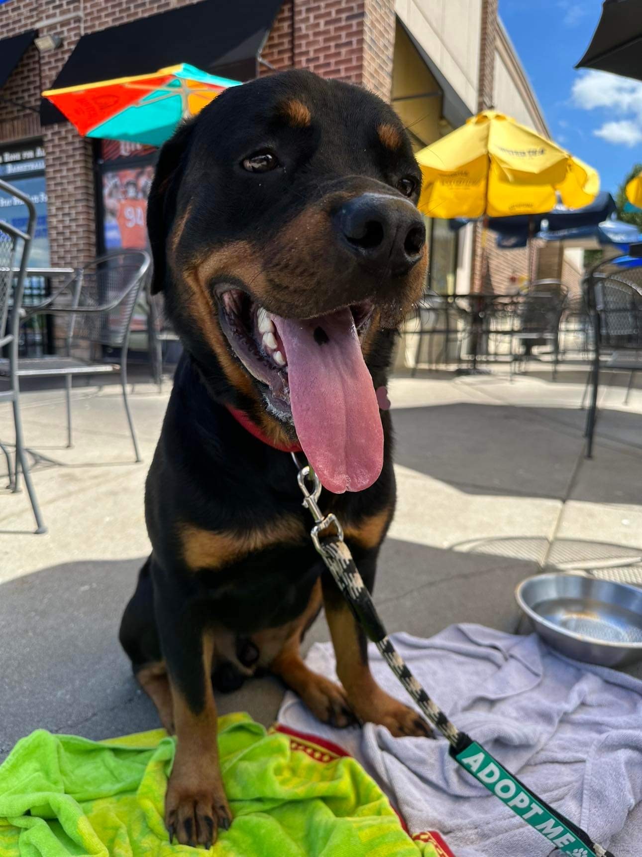 Diesel, an adoptable Rottweiler in Florence, IN, 47020 | Photo Image 1