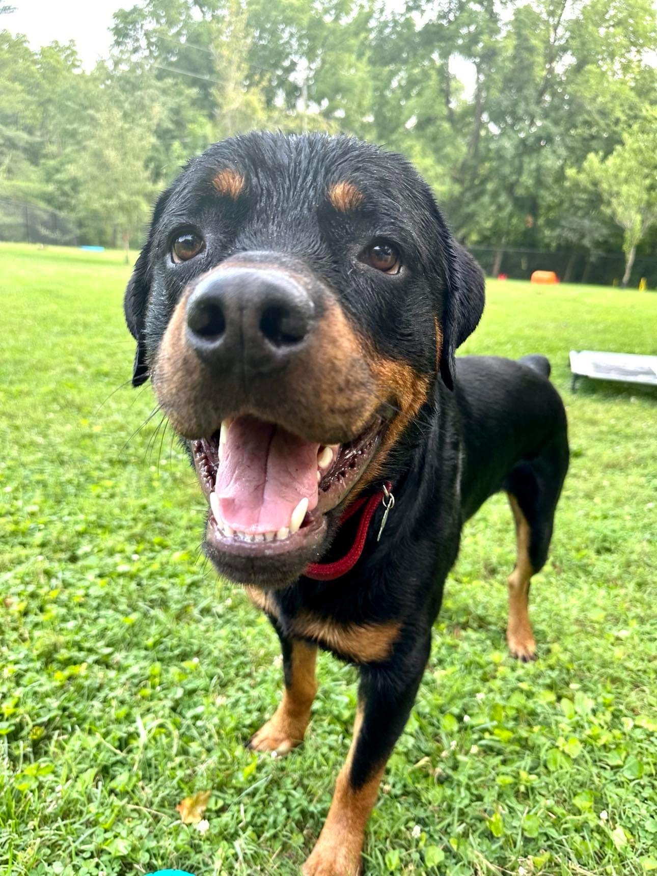 Diesel, an adoptable Rottweiler in Florence, IN, 47020 | Photo Image 2