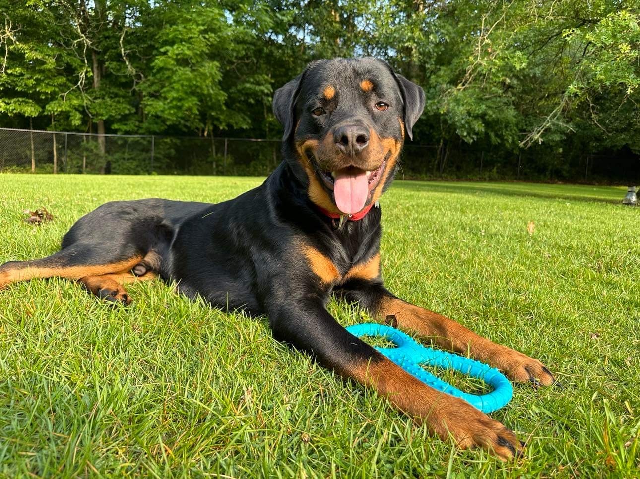 Diesel, an adoptable Rottweiler in Florence, IN, 47020 | Photo Image 3