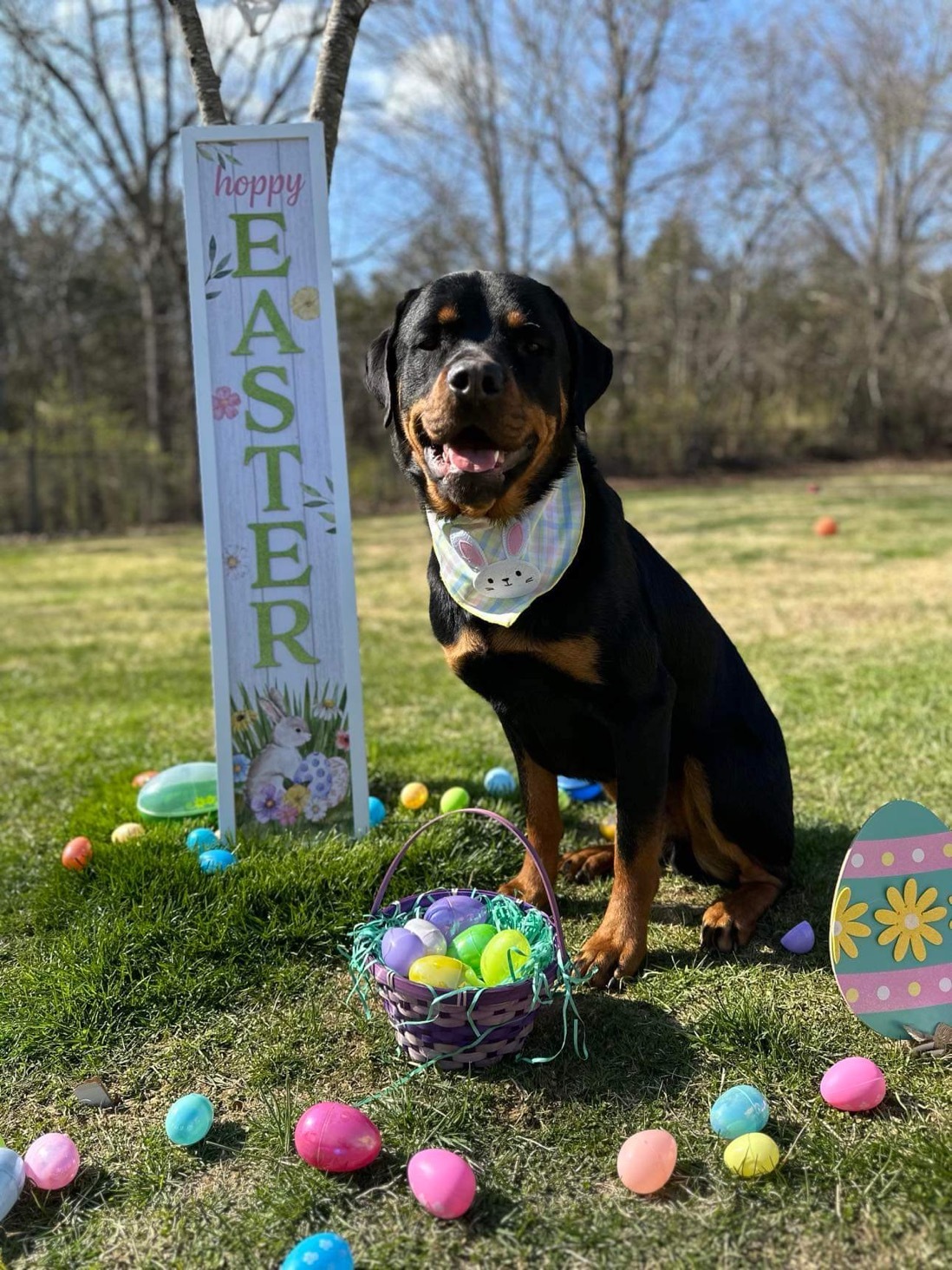 Diesel, an adoptable Rottweiler in Florence, IN, 47020 | Photo Image 4