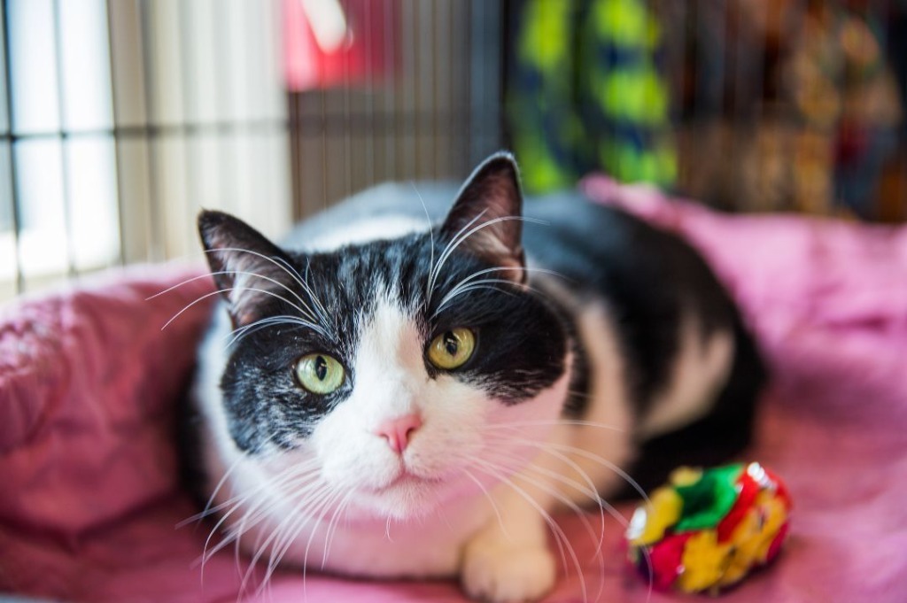 Cowboy, an adoptable Domestic Short Hair in Calgary, AB, T3S 0C5 | Photo Image 3