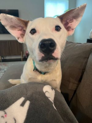 Lobster (No adoption fee) 