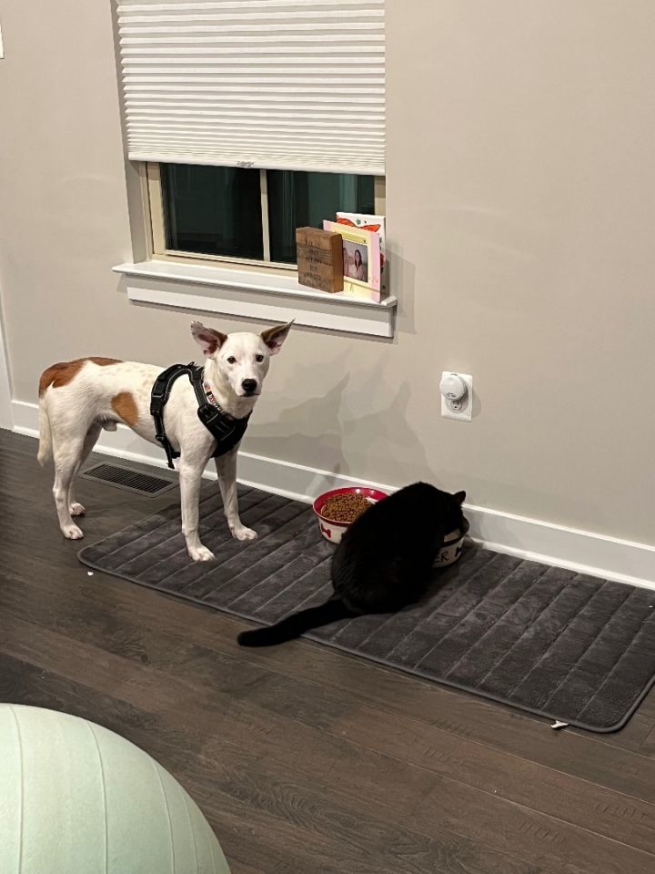 Lobster (No adoption fee)  5