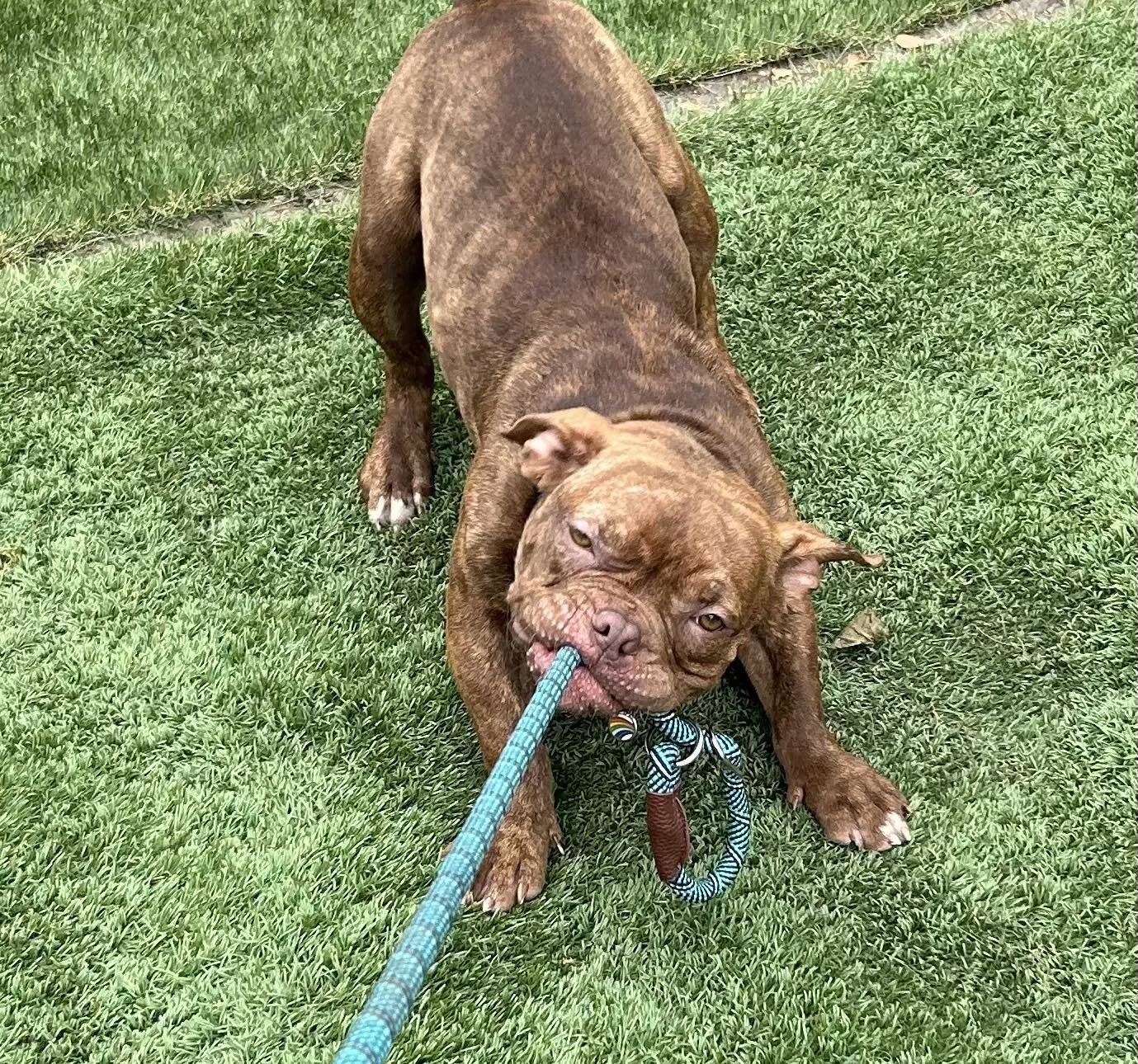 Toby and his toys!, an adoptable French Bulldog, Pit Bull Terrier in Napa, CA, 94558 | Photo Image 1