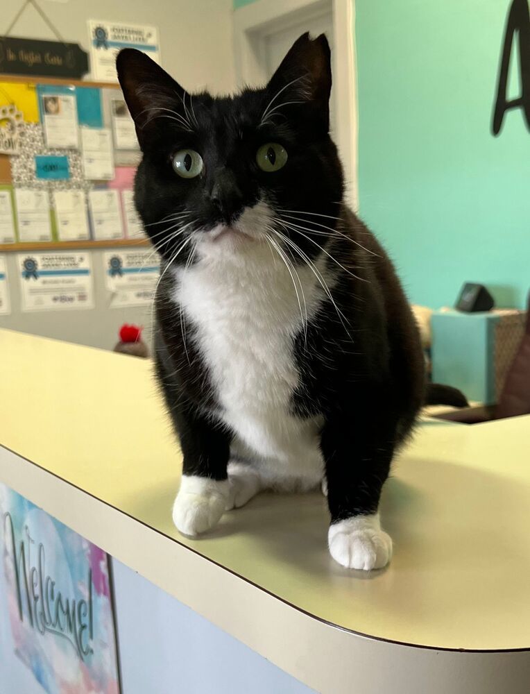 Millie, an adoptable Domestic Short Hair in McPherson, KS, 67460 | Photo Image 1