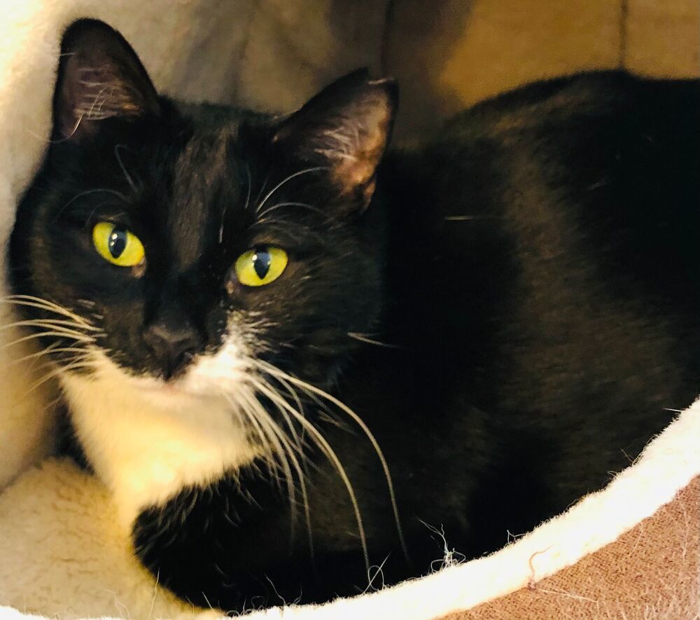 Millie, an adoptable Domestic Short Hair in McPherson, KS, 67460 | Photo Image 2