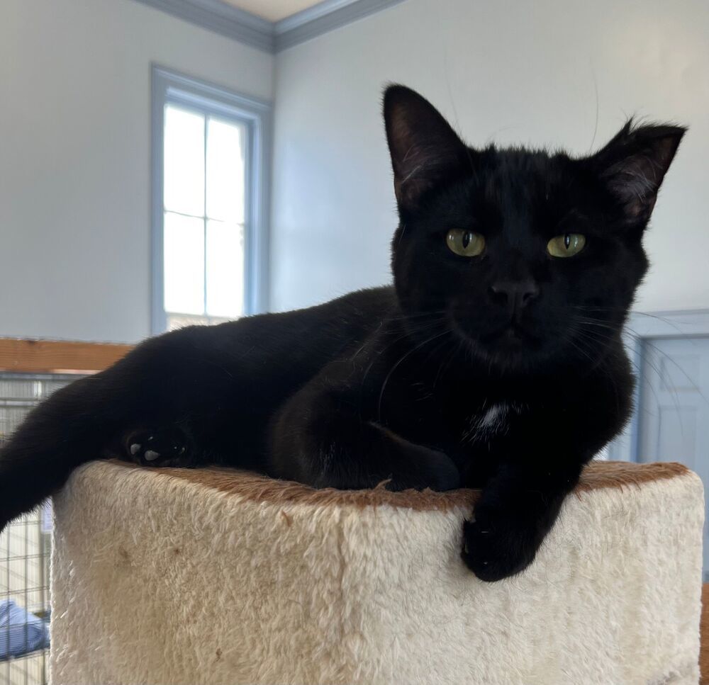 Smudge, an adoptable Domestic Short Hair in McPherson, KS, 67460 | Photo Image 1