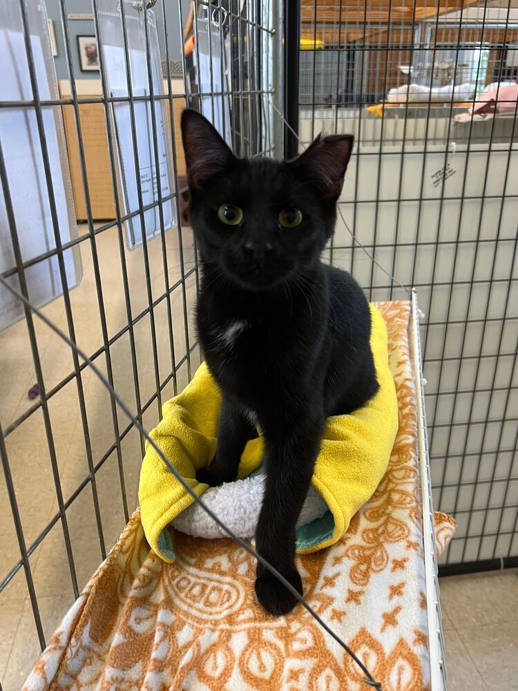 Smudge, an adoptable Domestic Short Hair in McPherson, KS, 67460 | Photo Image 2