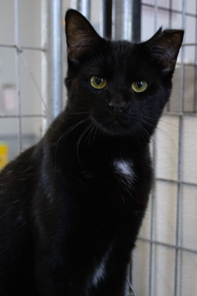 Smudge, an adoptable Domestic Short Hair in McPherson, KS, 67460 | Photo Image 3