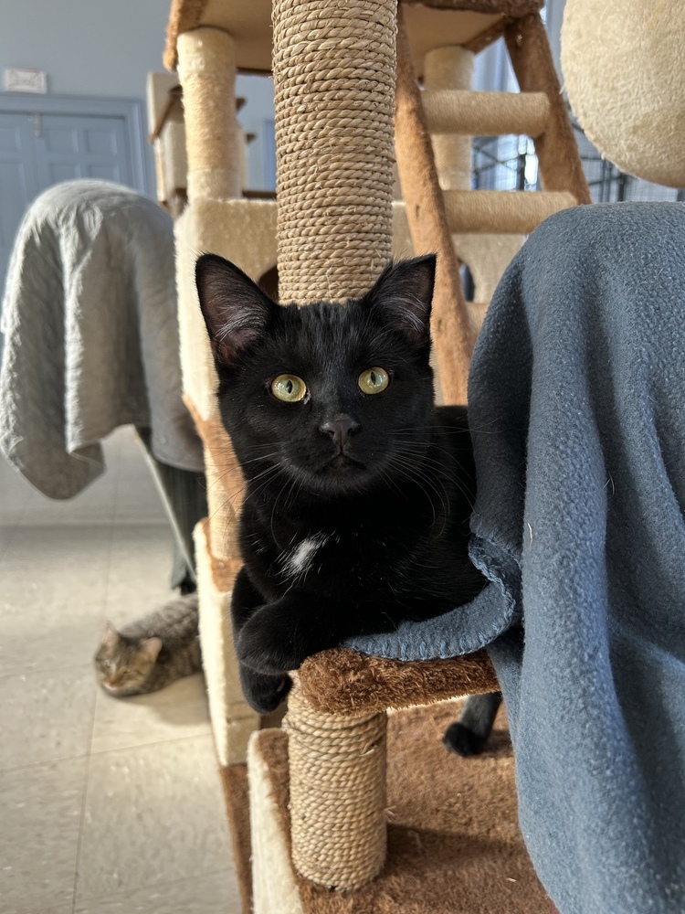 Smudge, an adoptable Domestic Short Hair in McPherson, KS, 67460 | Photo Image 4