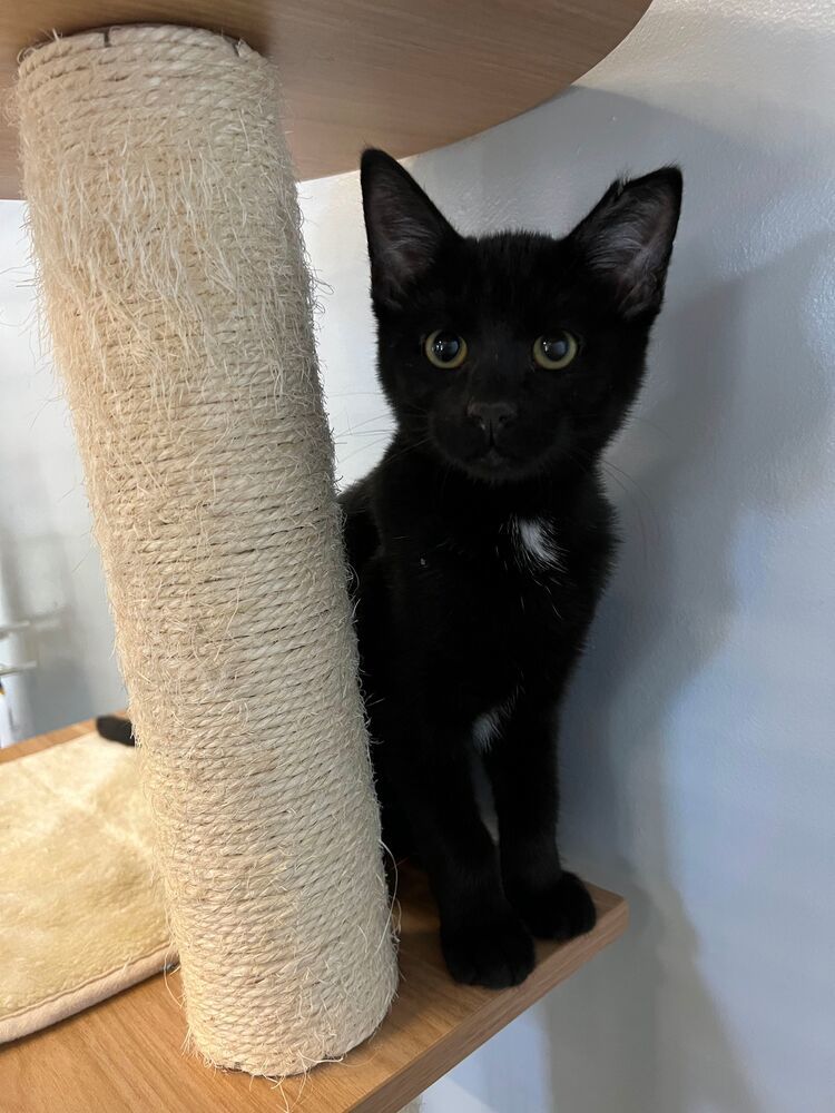 Smudge, an adoptable Domestic Short Hair in McPherson, KS, 67460 | Photo Image 5