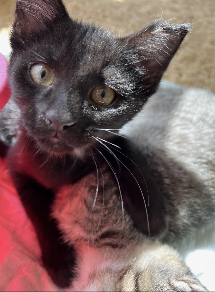 Smudge, an adoptable Domestic Short Hair in McPherson, KS, 67460 | Photo Image 6