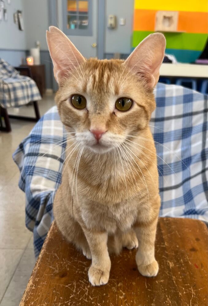 Big Red, an adoptable Domestic Short Hair in McPherson, KS, 67460 | Photo Image 1