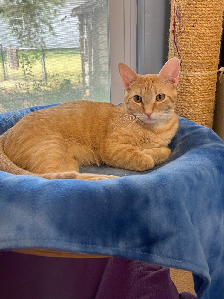 Big Red, an adoptable Domestic Short Hair in McPherson, KS, 67460 | Photo Image 3