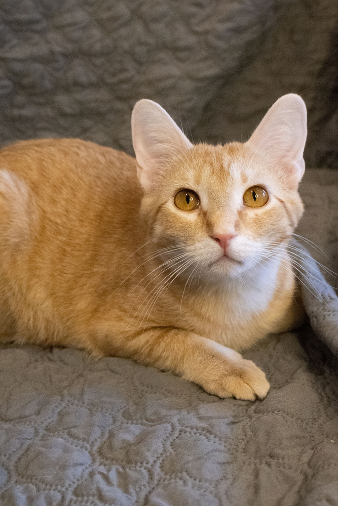 Big Red, an adoptable Domestic Short Hair in McPherson, KS, 67460 | Photo Image 5