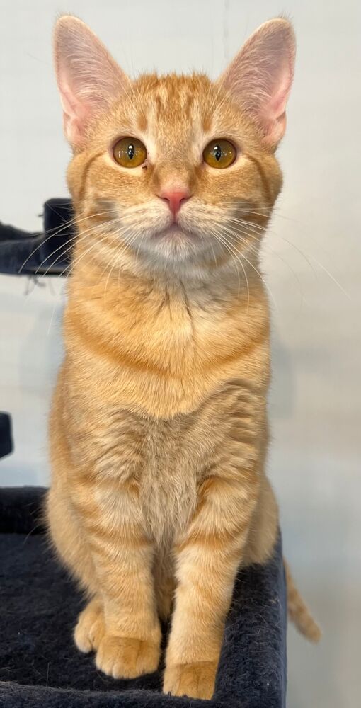 Big Red, an adoptable Domestic Short Hair in McPherson, KS, 67460 | Photo Image 6