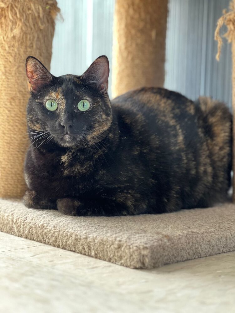 Lavagirl, an adoptable Domestic Short Hair in McPherson, KS, 67460 | Photo Image 1