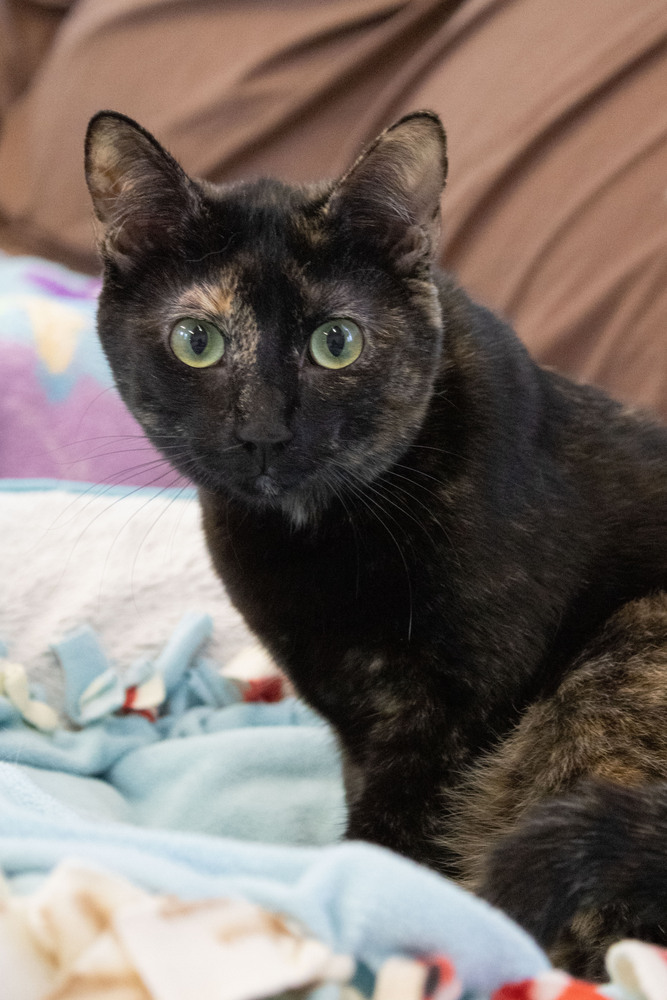 Lavagirl, an adoptable Domestic Short Hair in McPherson, KS, 67460 | Photo Image 3