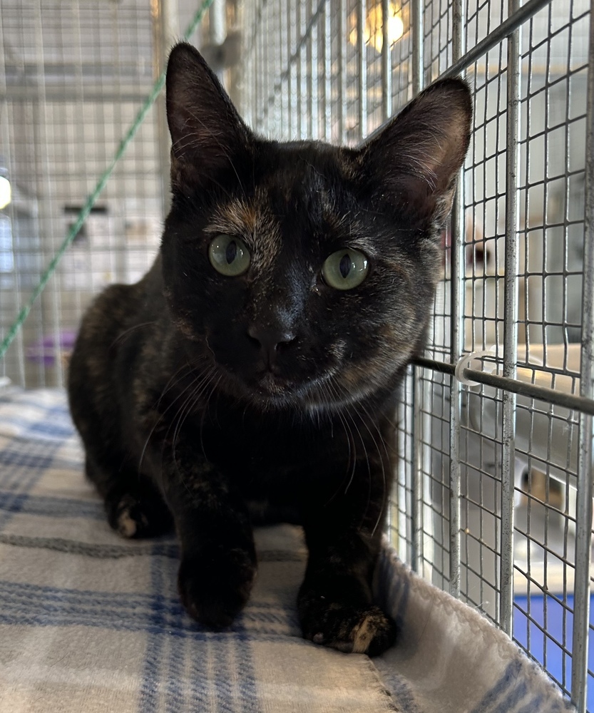 Lavagirl, an adoptable Domestic Short Hair in McPherson, KS, 67460 | Photo Image 4