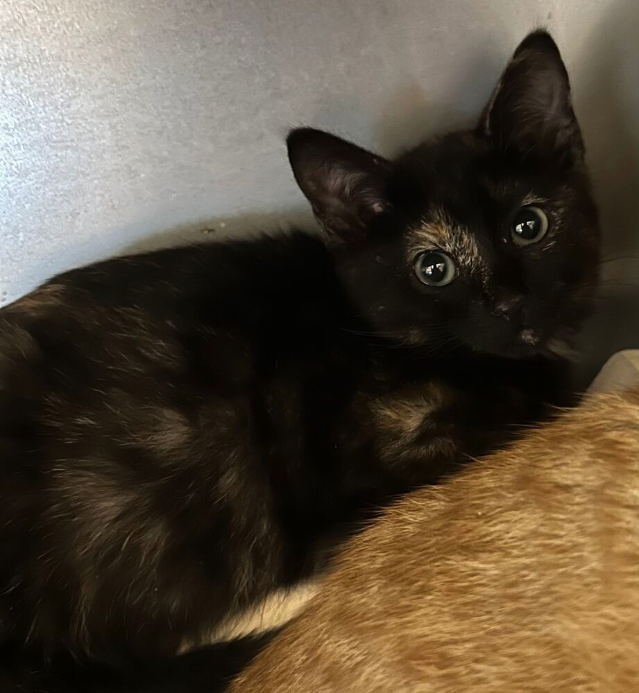 Lavagirl, an adoptable Domestic Short Hair in McPherson, KS, 67460 | Photo Image 5