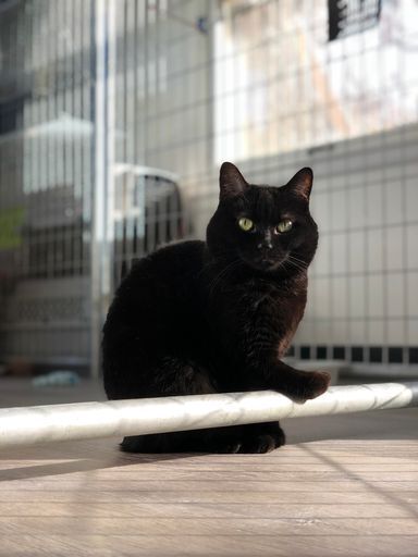 Casey, an adoptable Domestic Short Hair in McPherson, KS, 67460 | Photo Image 1