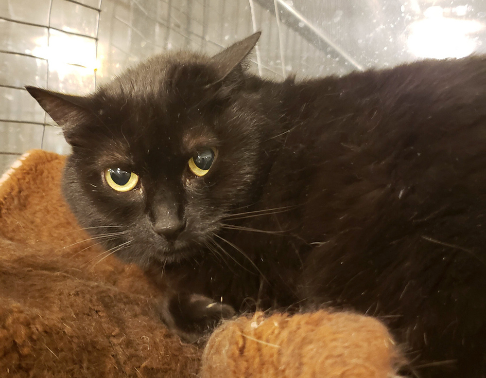 Casey, an adoptable Domestic Short Hair in McPherson, KS, 67460 | Photo Image 3