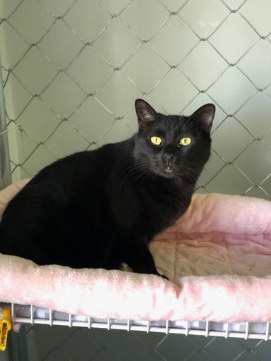 Moonie, an adoptable Domestic Short Hair in McPherson, KS, 67460 | Photo Image 1