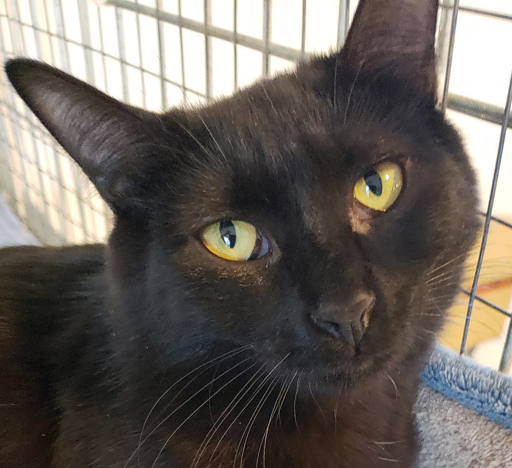 Moonie, an adoptable Domestic Short Hair in McPherson, KS, 67460 | Photo Image 2