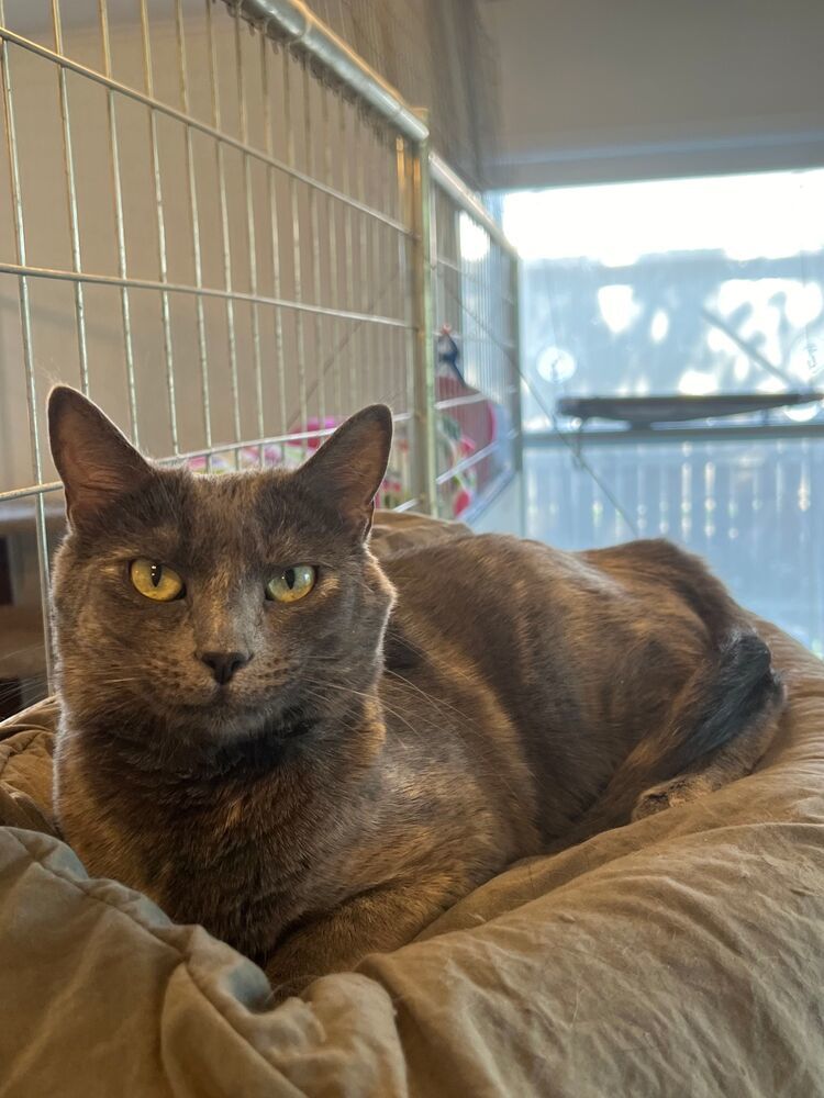 Emma, an adoptable Domestic Short Hair in McPherson, KS, 67460 | Photo Image 1