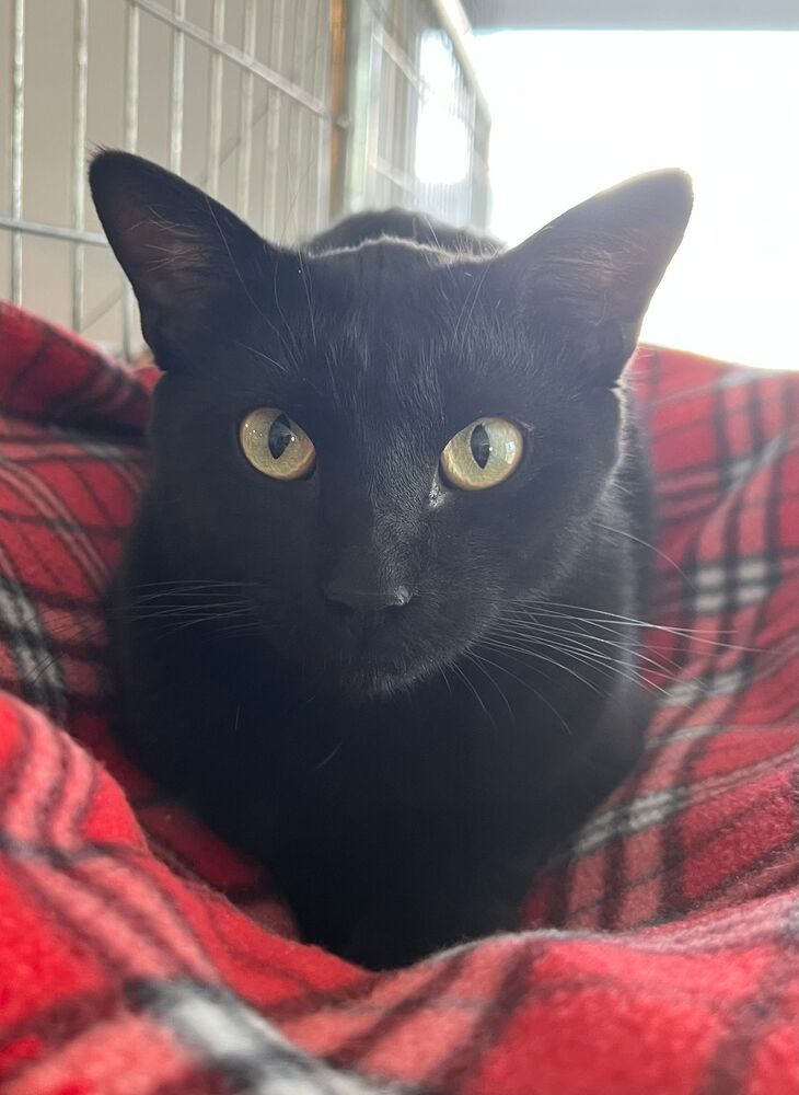 Jinx, an adoptable Domestic Short Hair in McPherson, KS, 67460 | Photo Image 1