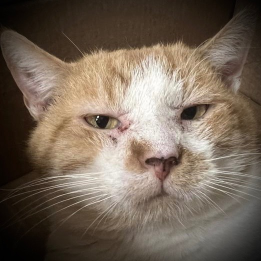 Butters, an adoptable Domestic Short Hair in Pittsfield, IL, 62363 | Photo Image 1