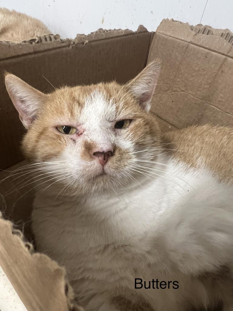 Butters, an adoptable Domestic Short Hair in Pittsfield, IL, 62363 | Photo Image 2