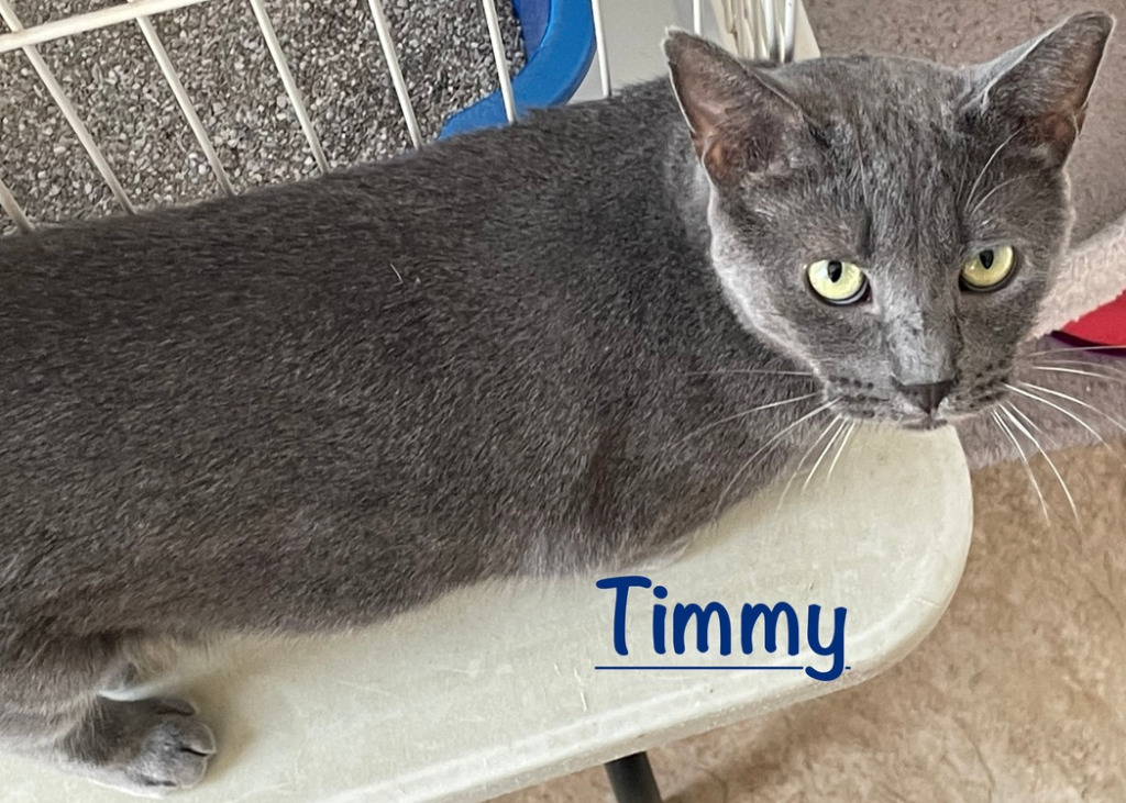 Timmy, an adoptable Domestic Short Hair in Westfield, NY, 14787 | Photo Image 1