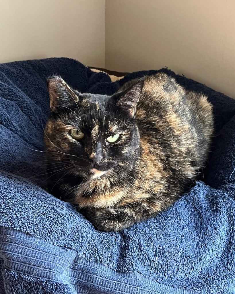 Minnie, an adoptable Domestic Short Hair in Napa, CA, 94559 | Photo Image 1