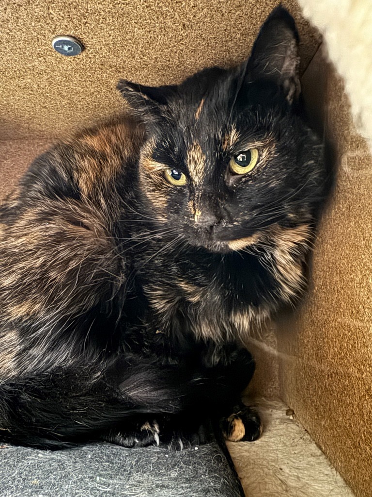 Minnie, an adoptable Domestic Short Hair in Napa, CA, 94559 | Photo Image 2