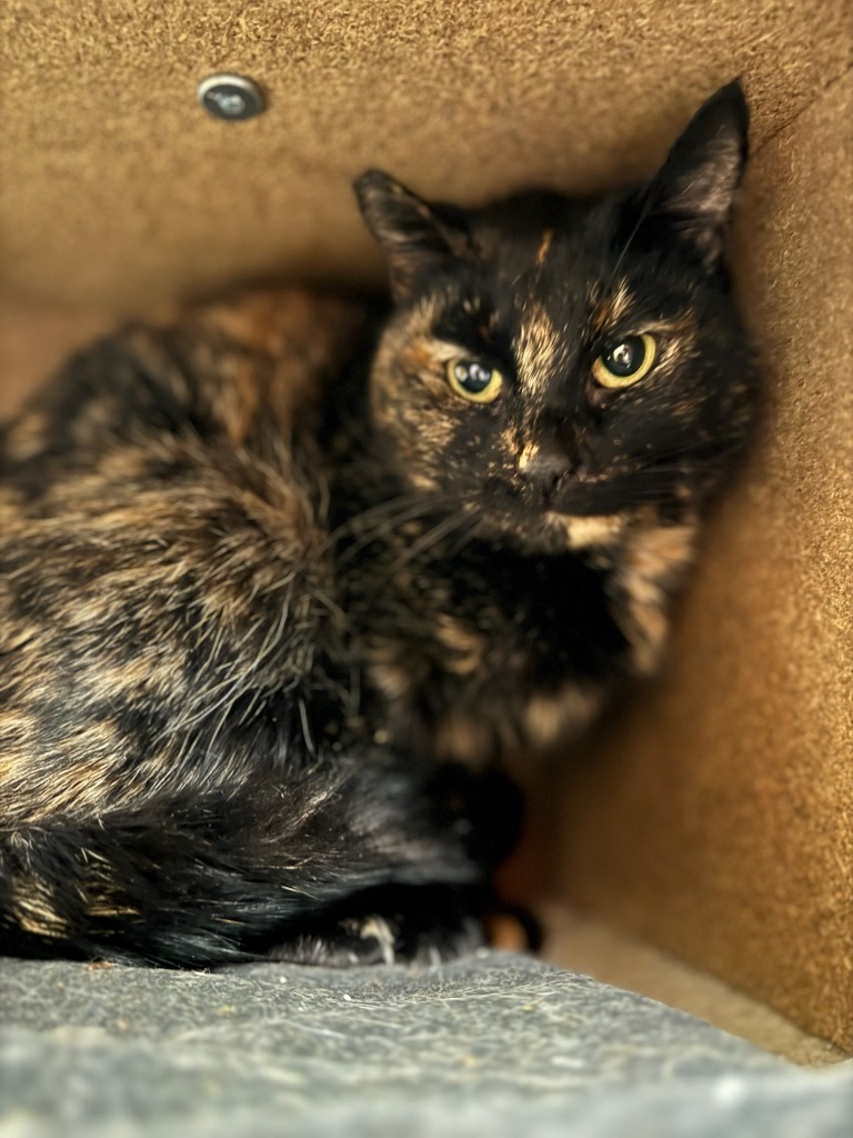 Minnie, an adoptable Domestic Short Hair in Napa, CA, 94559 | Photo Image 3