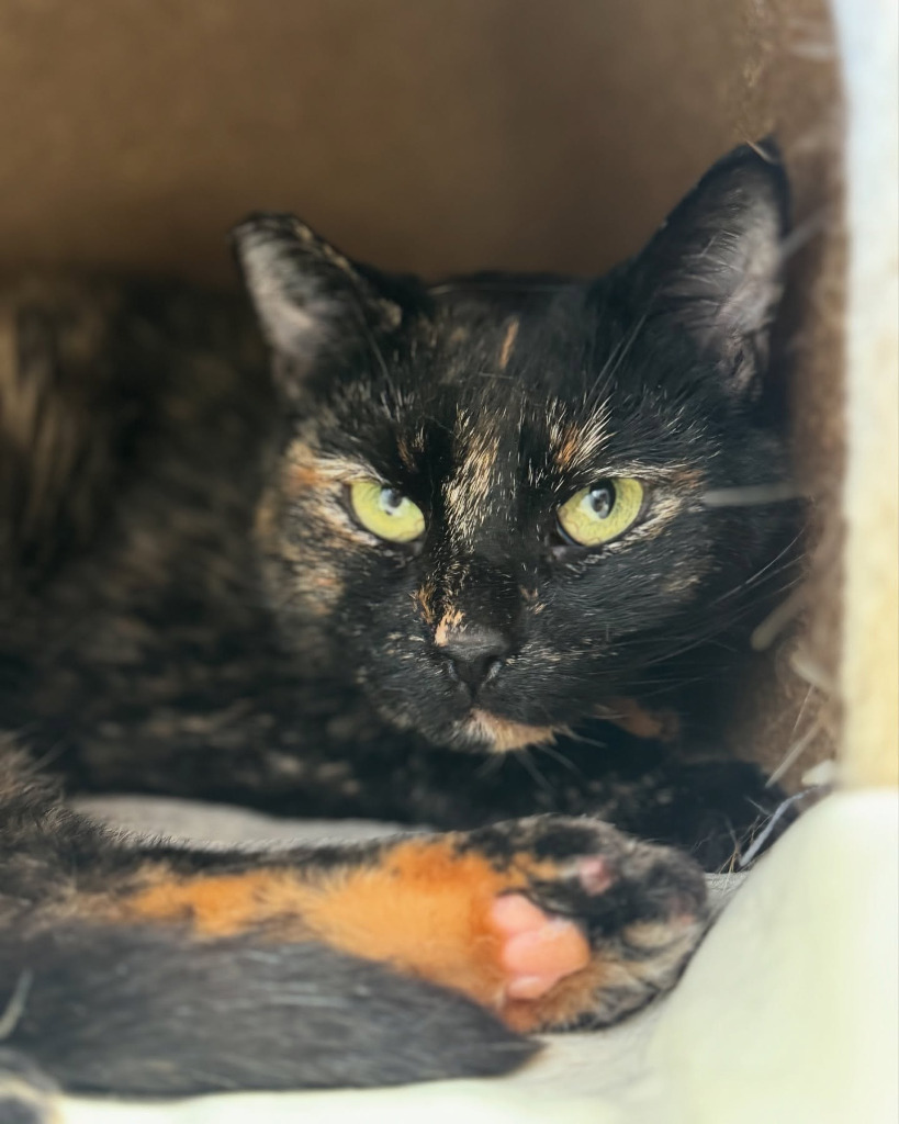 Minnie, an adoptable Domestic Short Hair in Napa, CA, 94559 | Photo Image 4