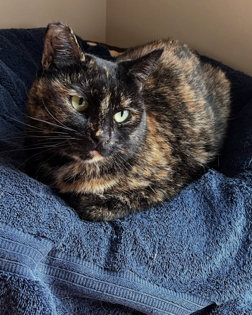 Minnie, an adoptable Domestic Short Hair in Napa, CA, 94559 | Photo Image 5