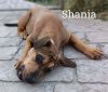 Shania