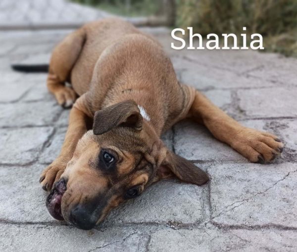 Shania