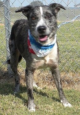 Dash, an adopted Mixed Breed in Jeffersonville, IN_image-2