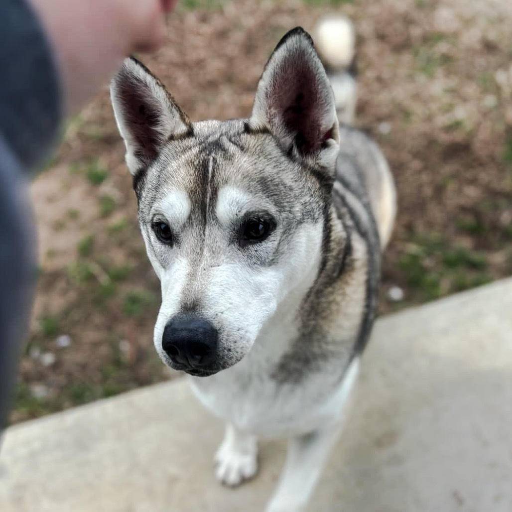 Kristoff, an adoptable Husky in Eufaula, OK, 74432 | Photo Image 1