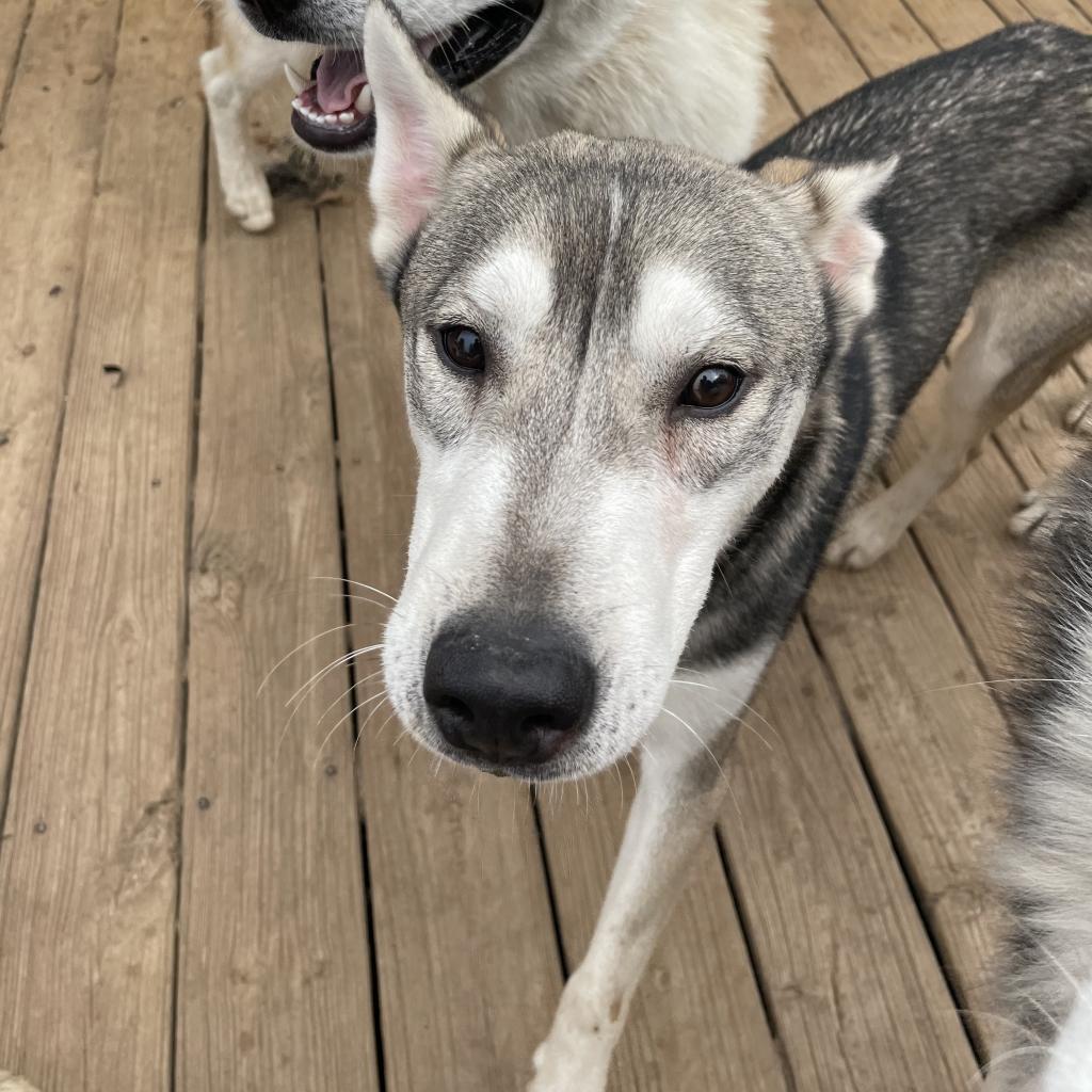 Kristoff, an adoptable Husky in Eufaula, OK, 74432 | Photo Image 2