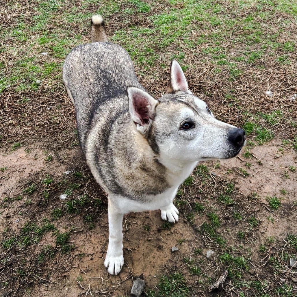 Kristoff, an adoptable Husky in Eufaula, OK, 74432 | Photo Image 3