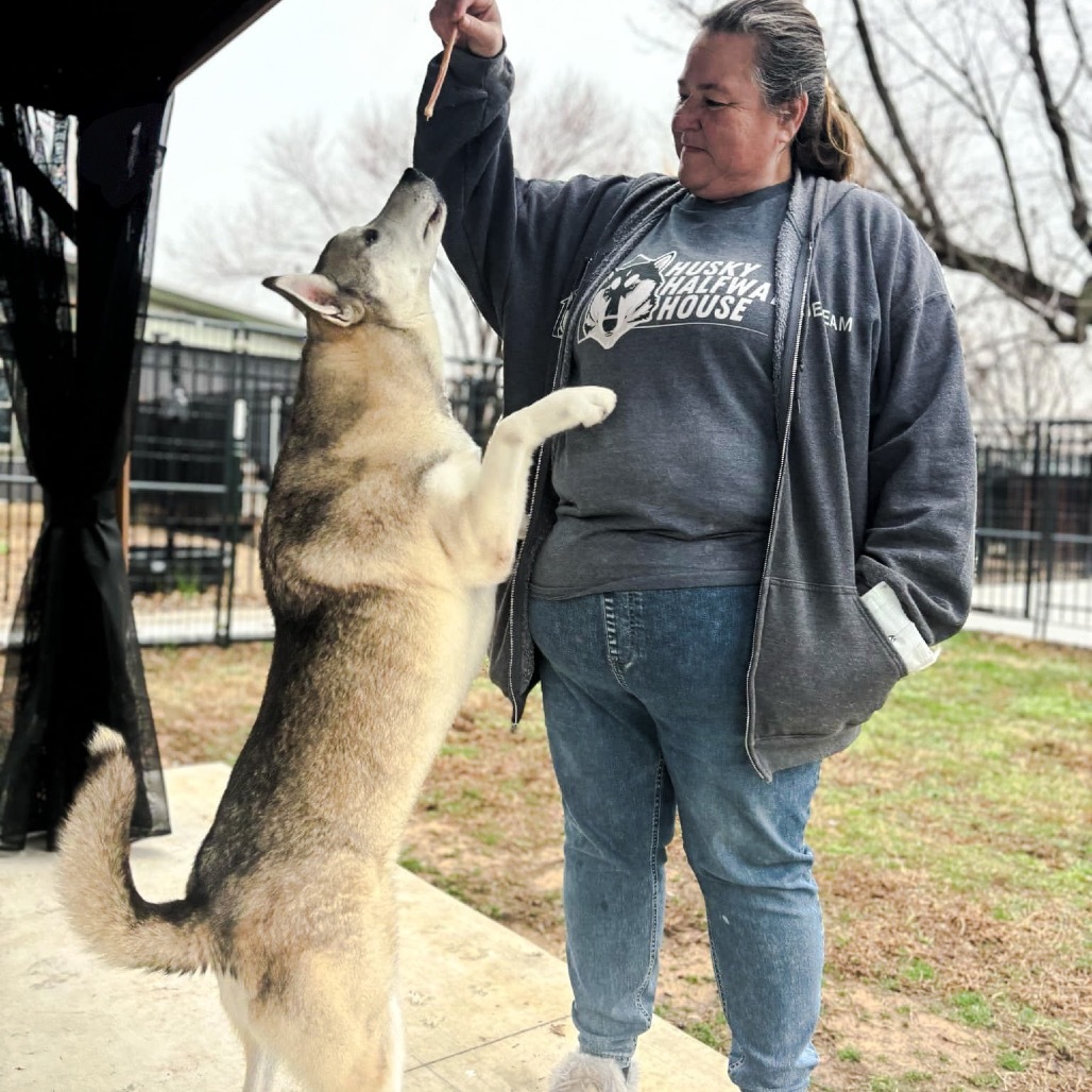 Kristoff, an adoptable Husky in Eufaula, OK, 74432 | Photo Image 4