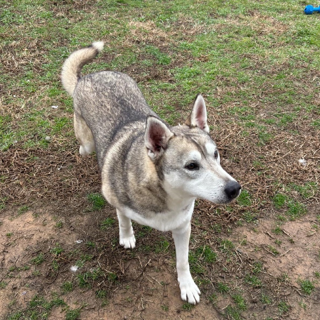 Kristoff, an adoptable Husky in Eufaula, OK, 74432 | Photo Image 5